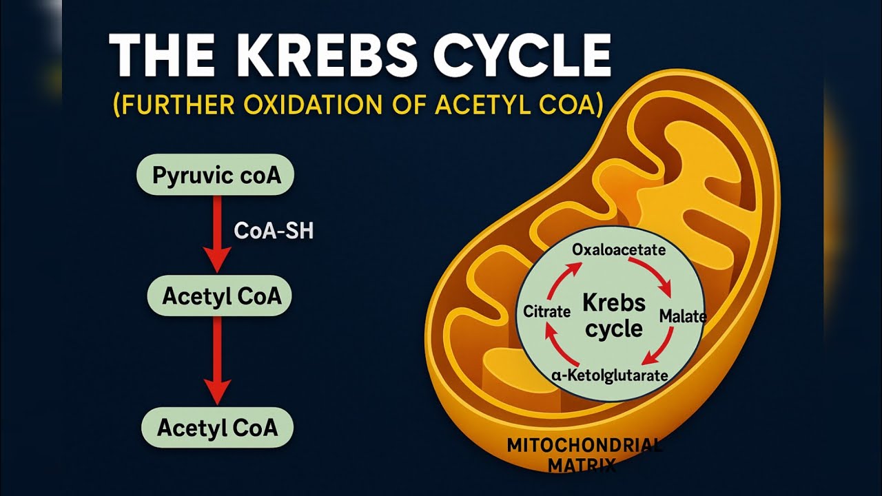 Krebs Cycle (LEC#17) Citric Acid Cycle, TCA Cycle, Aerobic Respiration ...