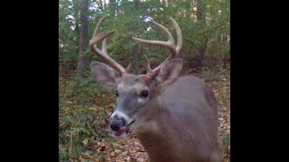 Ohio Trail Camera Movie - Video #4