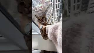 My Fx Journey - My Guy