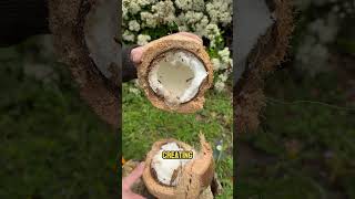 Download Lagu Deze kokosnoot is meer waard dan je denkt 😳🥥 MP3