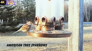 American Tree Sparrows