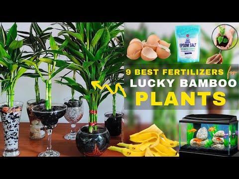 9 Best Fertilizers For Lucky Bamboo Plants