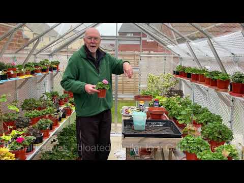 Video: How To Feed Geraniums? What Folk Remedies To Feed Her? The Best Fertilizer And Top Dressing For Abundant Flowering And Lush Foliage. How To Water Geraniums So That The Leaves Do No