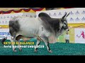 Este es el balance de la feria nacional cebú 2025 - TvAgro por Juan Gonzalo Angel