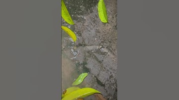 Tìm cá molly bong bóng , cá beta nhiều màu , rùa , cá vàng , cá tra chanh , các loại cá nước ngọt