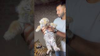 Celebrity Series 102: Meet beautiful tiger cub with mom 🐯😍 Net Worth