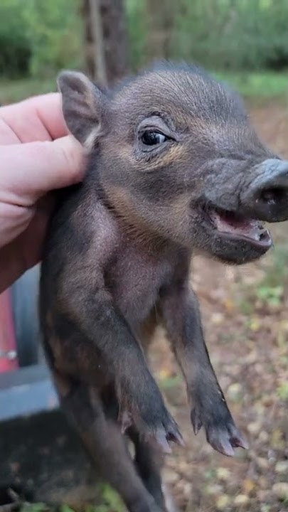 Baby wild hog.