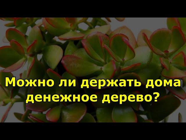 Можно ли держать дома денежное дерево – приметы