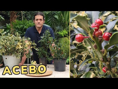 Video: ¿Cómo se ve un árbol de acebo?