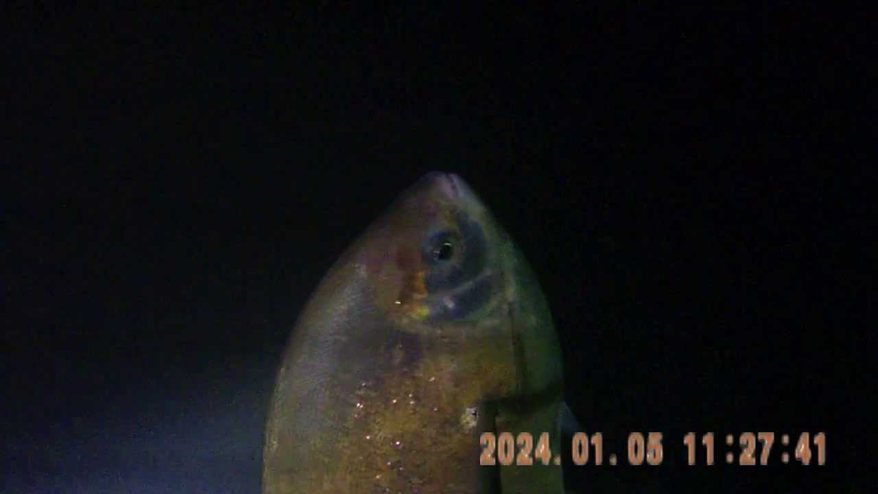 Pesca Sub Noturna Pacú