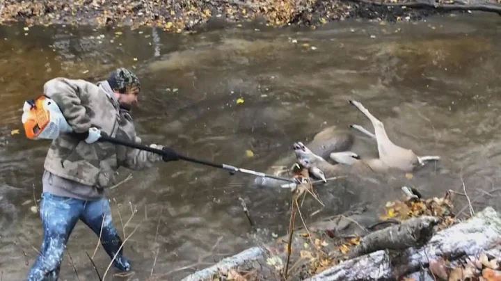 Bucks freed from antler entanglement