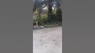 WANITA SAKTI,RANTAI BABI DI PERINTAH TERBANG