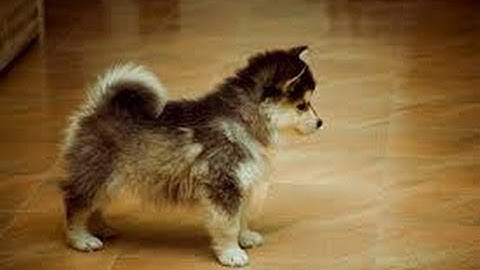 PawzR: "T.R.I.C.K" | Episode Five | Ft. SoaR Scary! (The REMATCH) By Rezi!