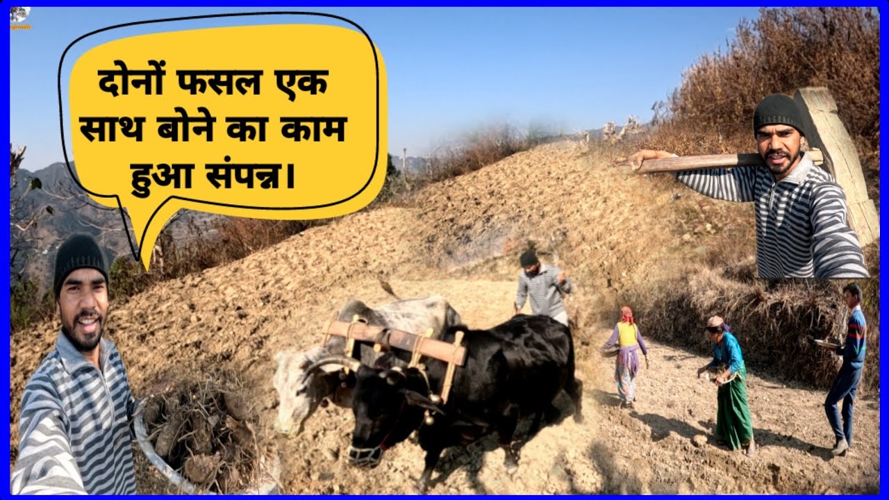 आजकल पहाड़ों में कृषकों द्वारा मिर्ची बोने का काम जोर-शोर से शुरू।