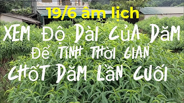 Tính thời điểm chốt dăm lần cuối cho tất cả các loại dăm trên cây đào tốt nhất.
