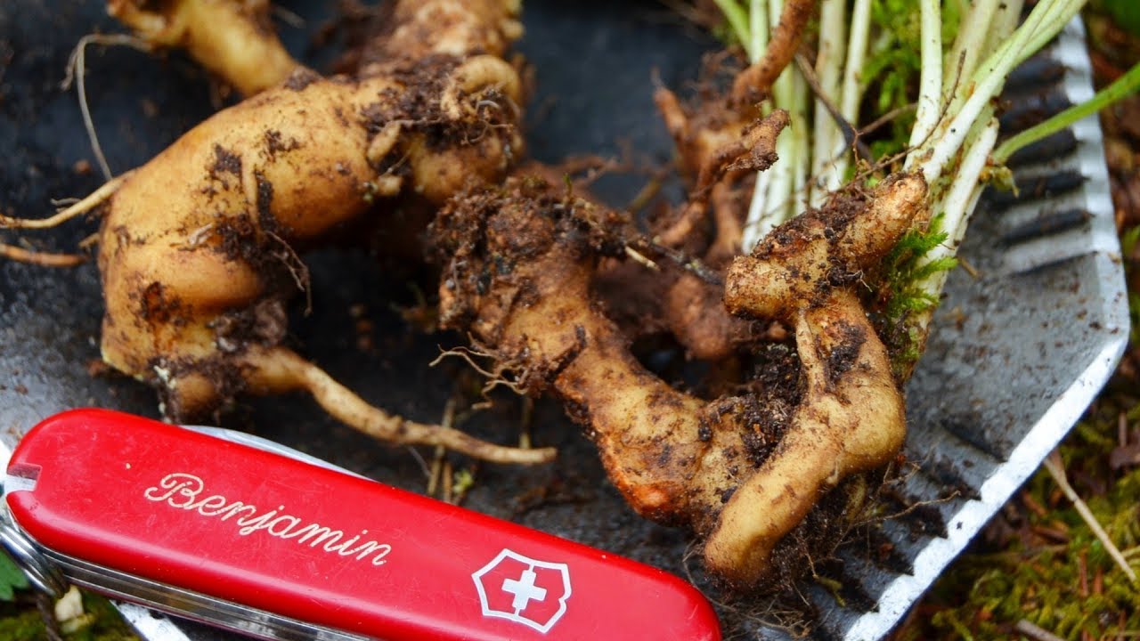 Wie kleine Kartoffeln! Die Wurzeln der Phyteuma | Essbare Wildpflanzen im Wald