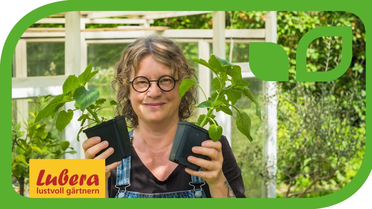 Physalis anbauen im Gewächshaus Anleitung zum Anbau der Andenbeere