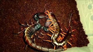 🔥Scorpion vs Centipede | Same Size | Both Are Hungry | Watch To See Who Will Win?