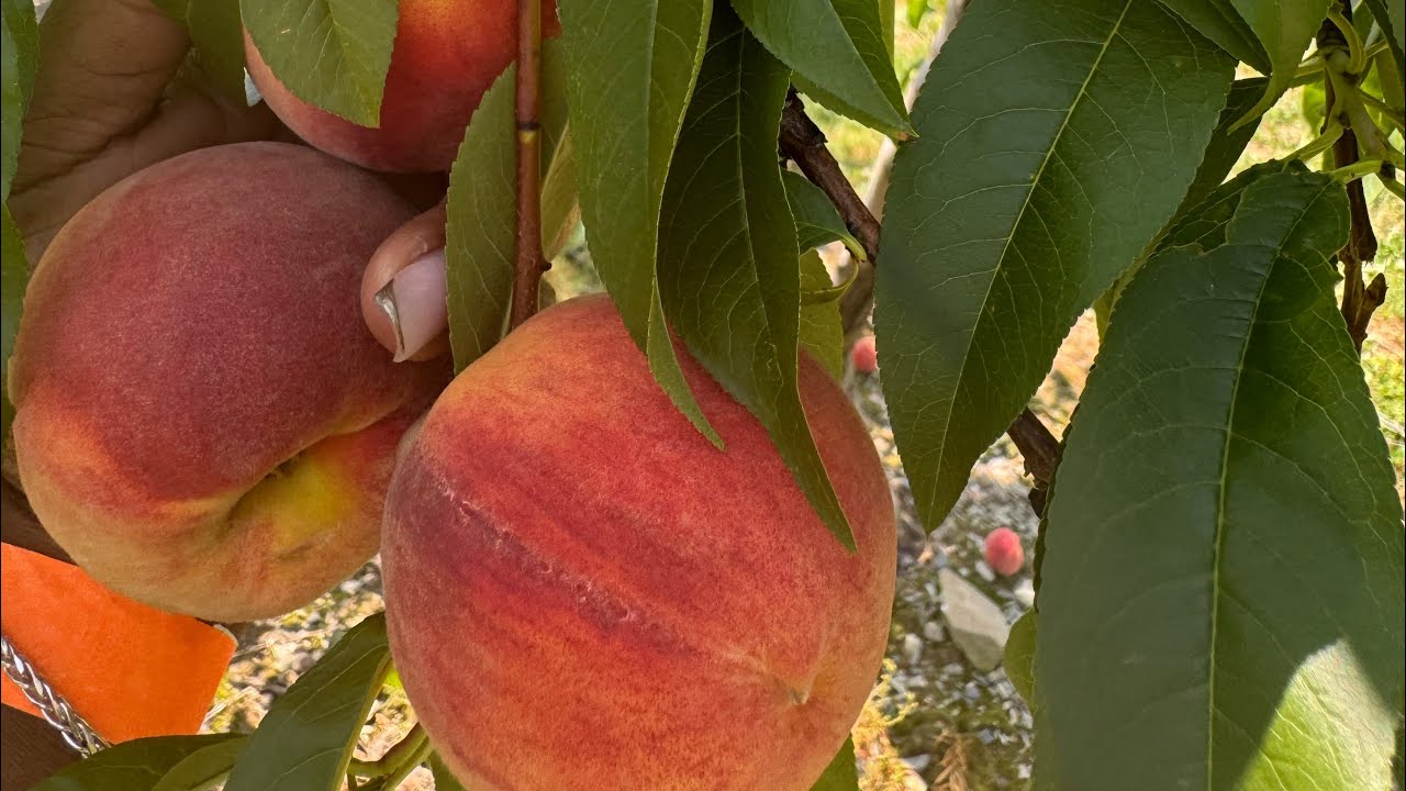 WEED ORCHARD FARM (MARLBORO, NY) 