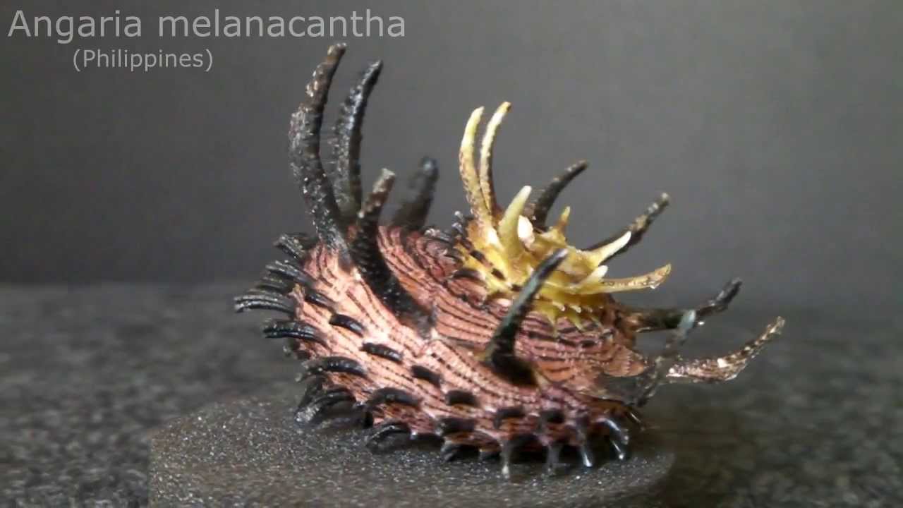 GklinShells - Angariidae - YouTube
