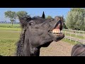 While riding we are distracted by Queen👑Uniek the stallion... Friesian horses