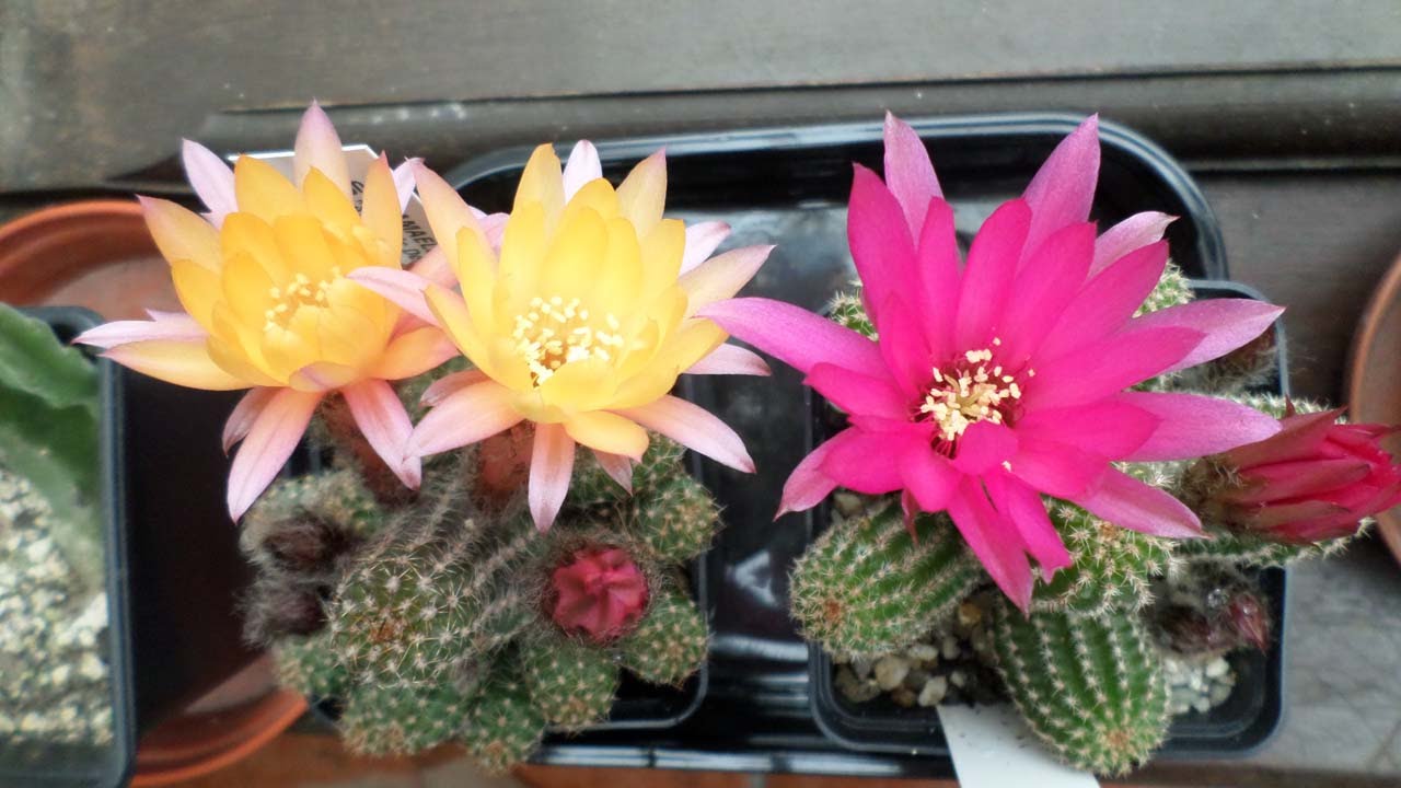 My Chamaelobivia Cactus plants in flower 'Lincoln Belle' & 'Sharons Delight'