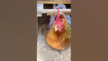صوت الدجاج عندما تبيض 