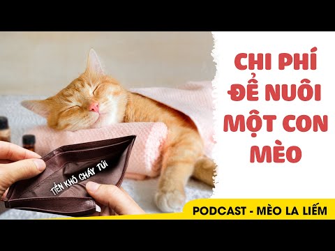 Video: Tốn Bao Nhiêu Tiền để đánh Một Con Mèo?