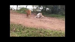 Awesome Smart Rural Dogs !! Dog Meeting for the Summer Season in Phnum Touch Village. by BABI TOYS 104 views 5 years ago 1 minute, 27 seconds