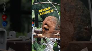 Burung yang membuat sarang menakjubkan. #shorts #faktahewan #bird #rufoushornero #animalfacts