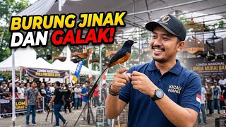 Download lagu BIARPUN JINAK‼️PUNYA KARAKTER FIGHTER 