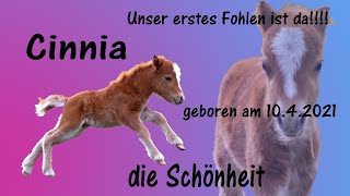 Cinnia die Schönheit Unser erstes Fohlen ist da