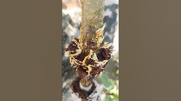 Great idea to propagate lemon tree by air layering using cocopeat #shortvideo