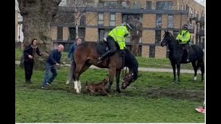 Ponytail Police Lets Dog Chew Up Her Horse - Pesky Citizens Saves The Horse