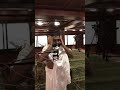 أذان فجر عرفة من مسجد نمرة المؤذن عماد بن علي بقري ٩ ذو الحجة ١٤٣٨هـ 