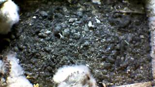 From Internet Camera(Turmfalken[03:1A:A5])2014/05/22,07:29:44_D