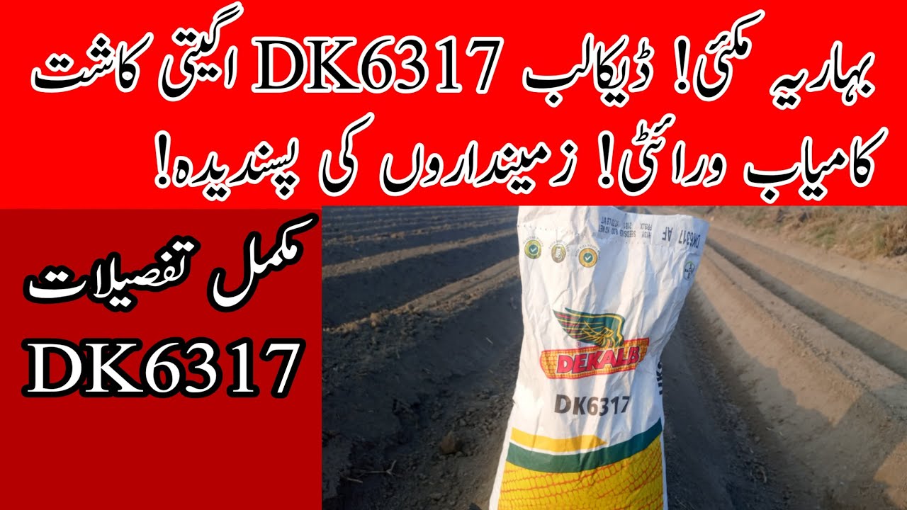 Bahria Makai K Aghty kasht! Best Warity DK 6317 ! بہاریہ مکئی اگیتی کاشت ڈیکالب کی کامیاب ورائٹی 