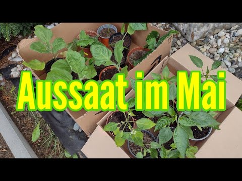 Aussaatkalender Mai Aussaat im Mai Was wird im Mai gesät YouTube