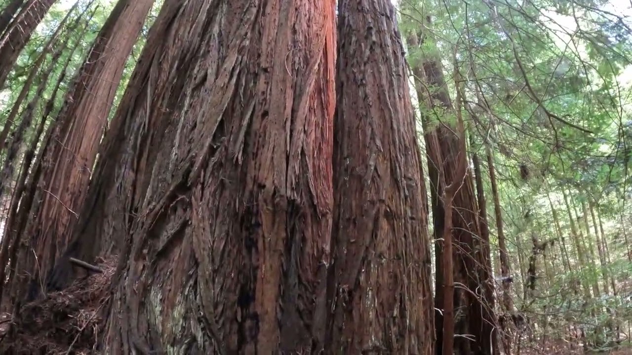 Heritage Grove Redwoods - May 27, 2022