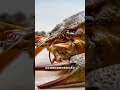 龍蝦和蟑螂其實是近親？ thumbnail