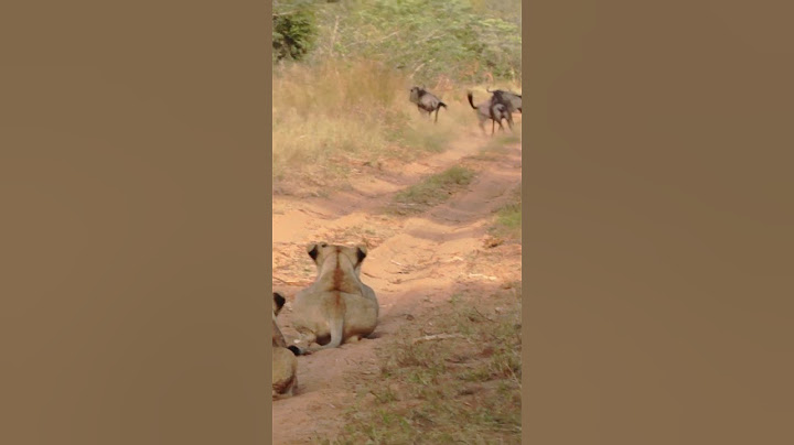 Lions Pull Off Perfect Ambush on Wildebeest