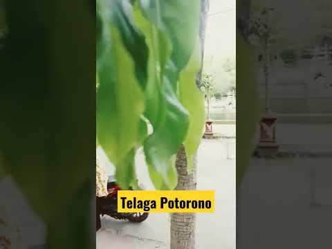 Telaga Potorono Minggu pagi