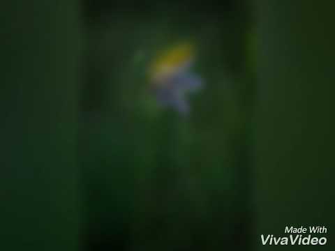 بعدك على بالي فيروز طل وسألني اذا نيسان دق الباب