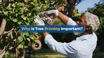Why Tree Pruning is Important