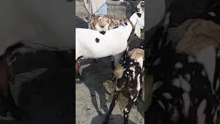 Milk goat in Pakistan shorts ytshorts  trendingshorts pintoofamily viral