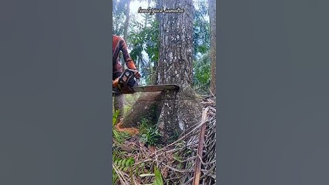 cutting down red mahogany trees the fast way#wood#woodworking#lumberjack#chainsaw#cuttingdowntrees