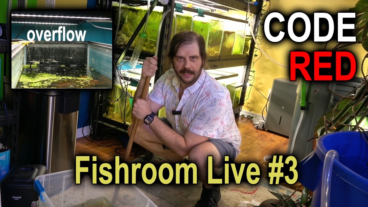 Livestream Recap: Saturday morning fishroom