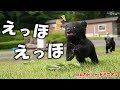 赤ちゃん熊のはじめてのお外散歩が可愛すぎることを伝えたい