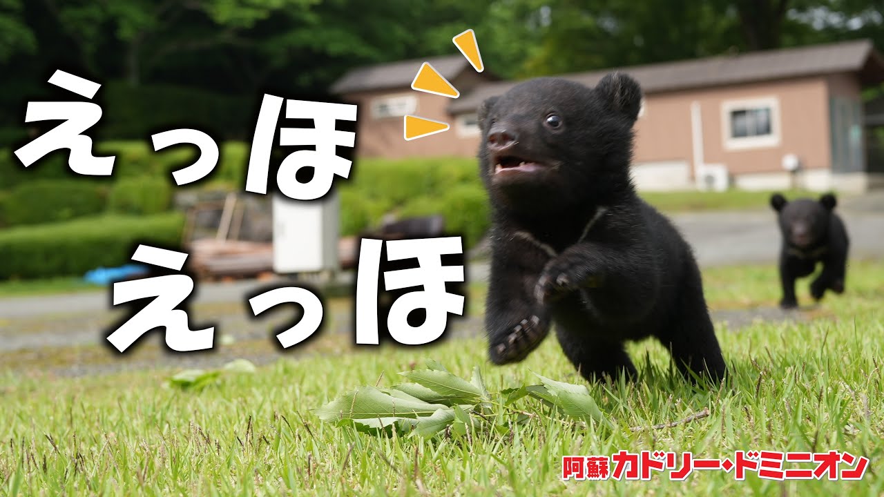 赤ちゃん熊のはじめてのお外散歩が可愛すぎることを伝えたい