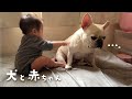 【犬と赤ちゃん】ついに妹の子守りが疲れてきた犬を見てほしい【フレブル フレンチブルドッグ】